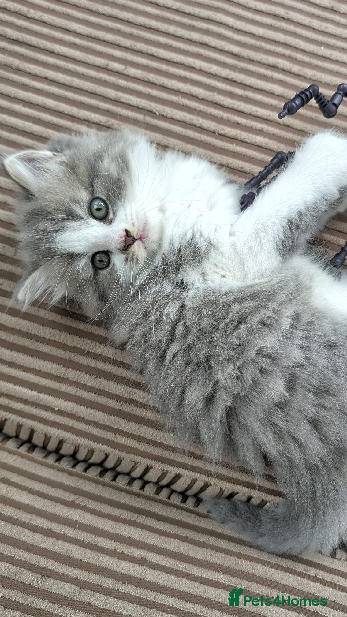 Mixed Breed cats Beautiful BSHxPersian kittens - Advert 3