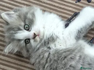Mixed Breed cats Beautiful BSHxPersian kittens - Advert 3