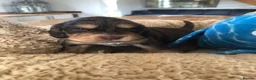 Cocker Spaniel dogs for sale: KC REG SHOW COCKER SPANIEL PUPPIES 🩷💙 - Advert 30