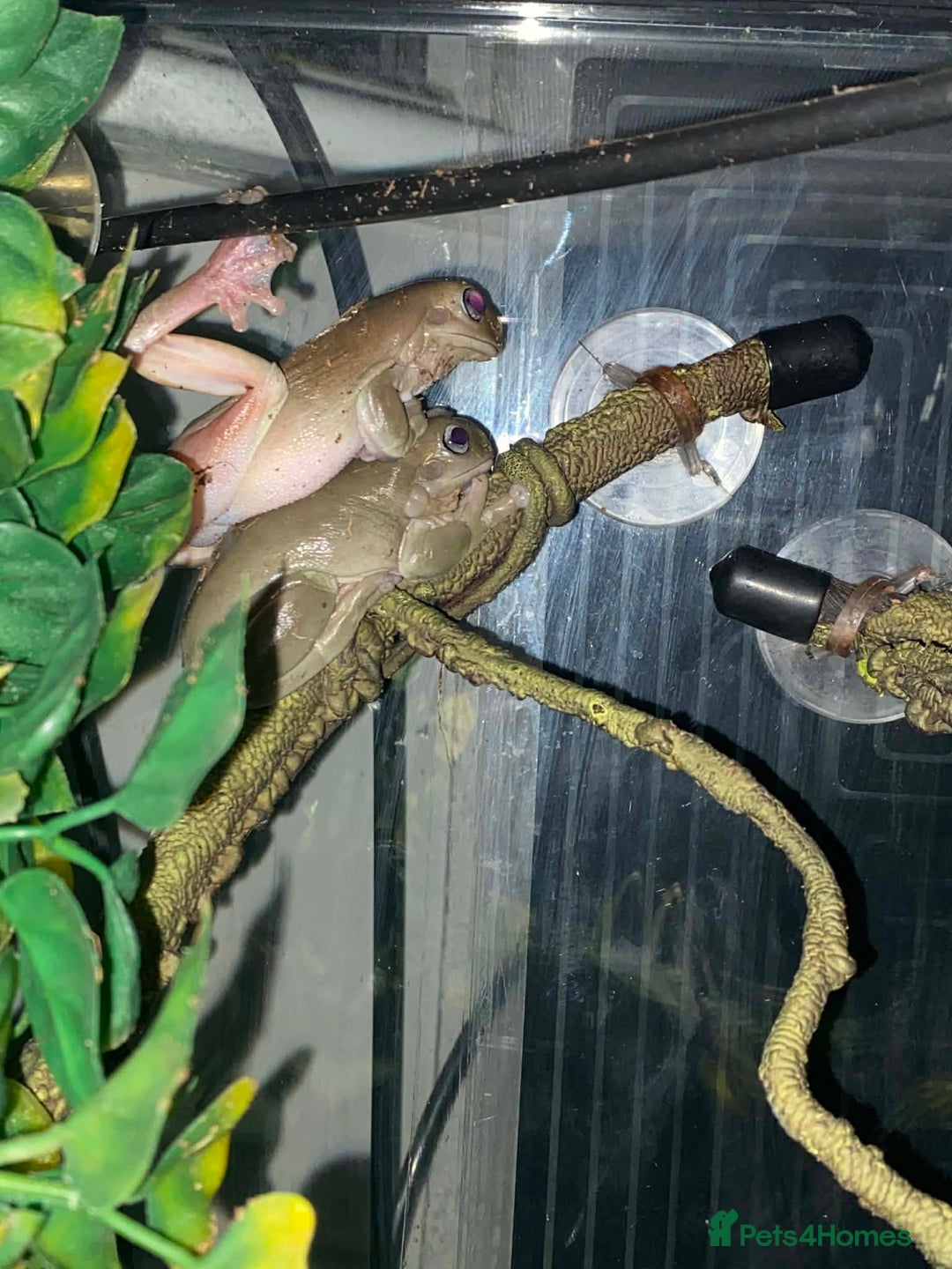 Mixed Breed invertebrates for sale: Two Tree Frogs & Everything Included - Advert 2