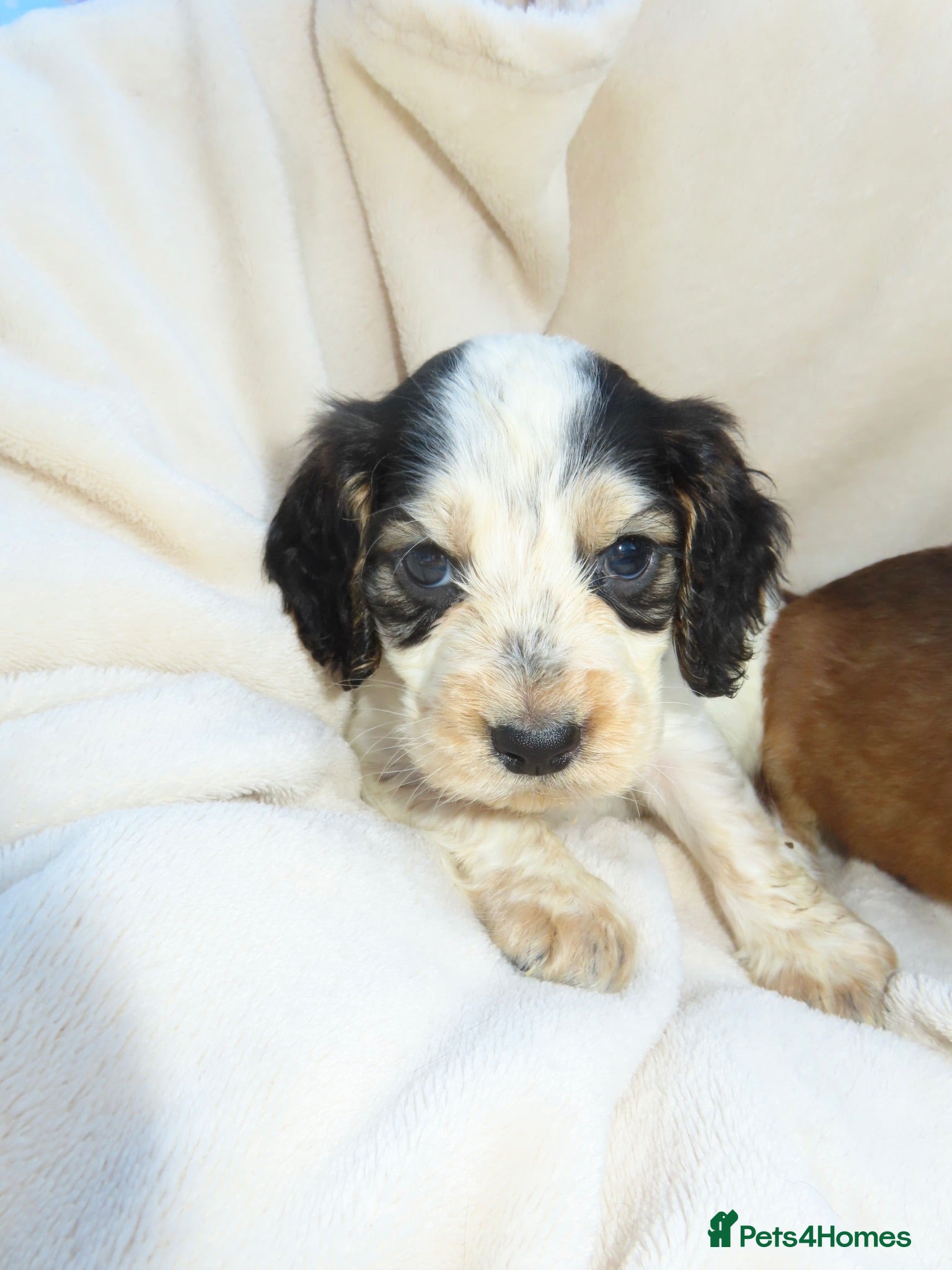 Cocker Spaniel dogs Cocker Spaniel Puppies🐾🐶 - Advert 1