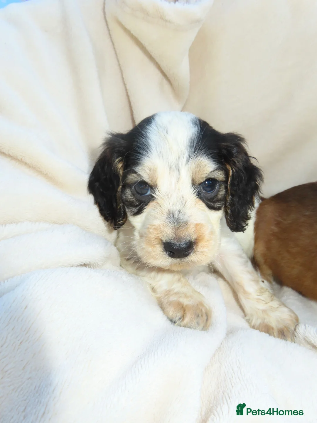 Cocker Spaniel dogs for sale: Cocker Spaniel Puppies🐾🐶 - Advert 2