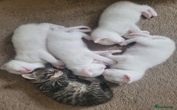 Mixed Breed cats for sale: Adorable White/Tabby Kittens Looking for Homes! 🐾 - Image 4
