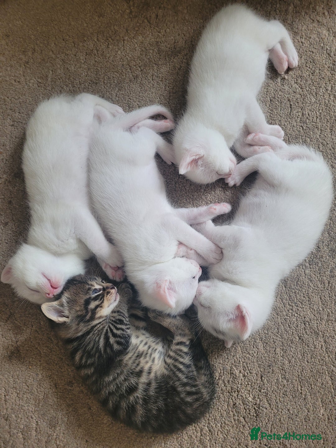 Mixed Breed cats for sale: Adorable White/Tabby Kittens Looking for Homes! 🐾 - Image 4