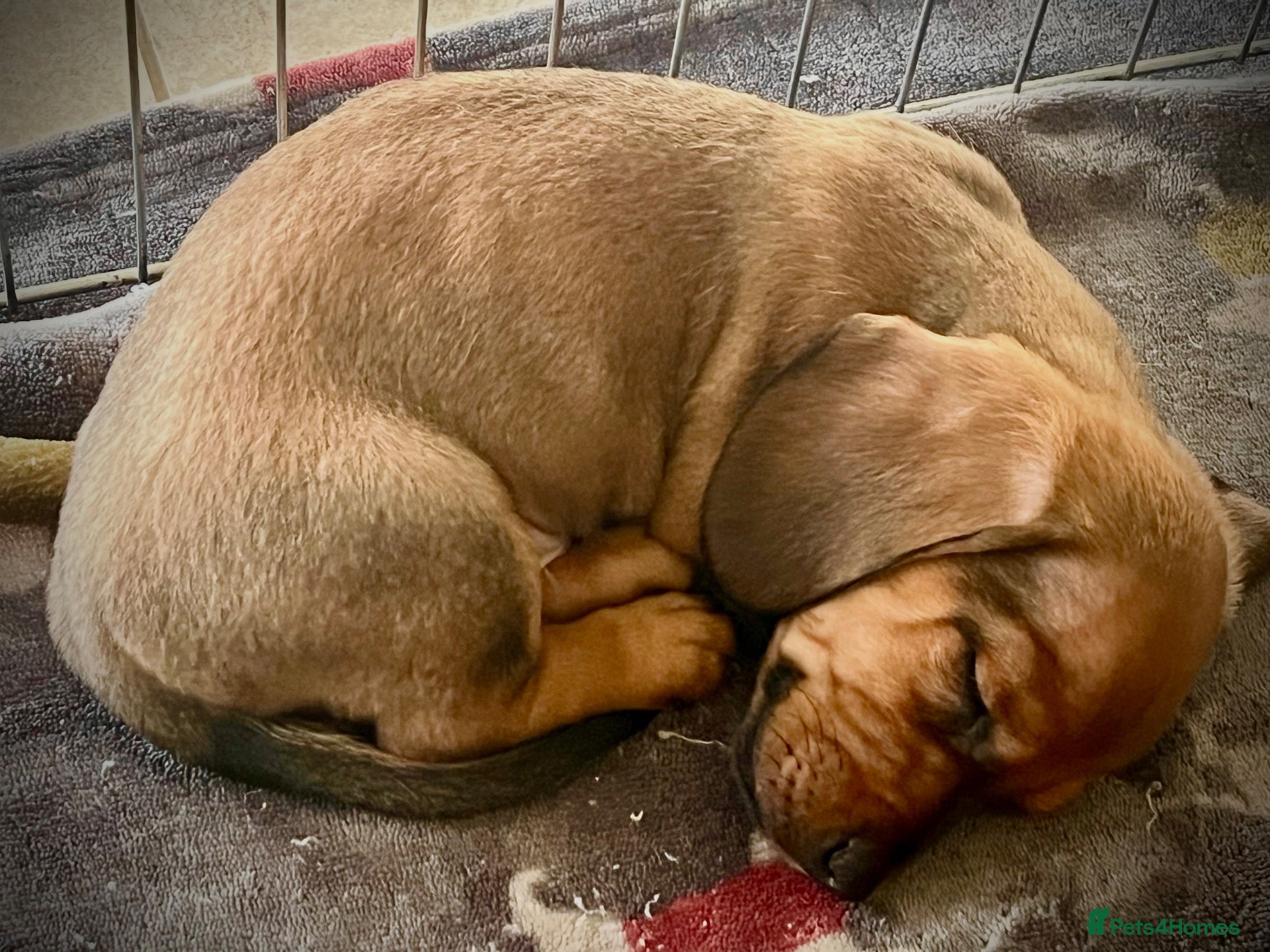 Miniature Dachshund dogs for sale: Gorgeous mini dachshund puppies-family raised - Advert 2
