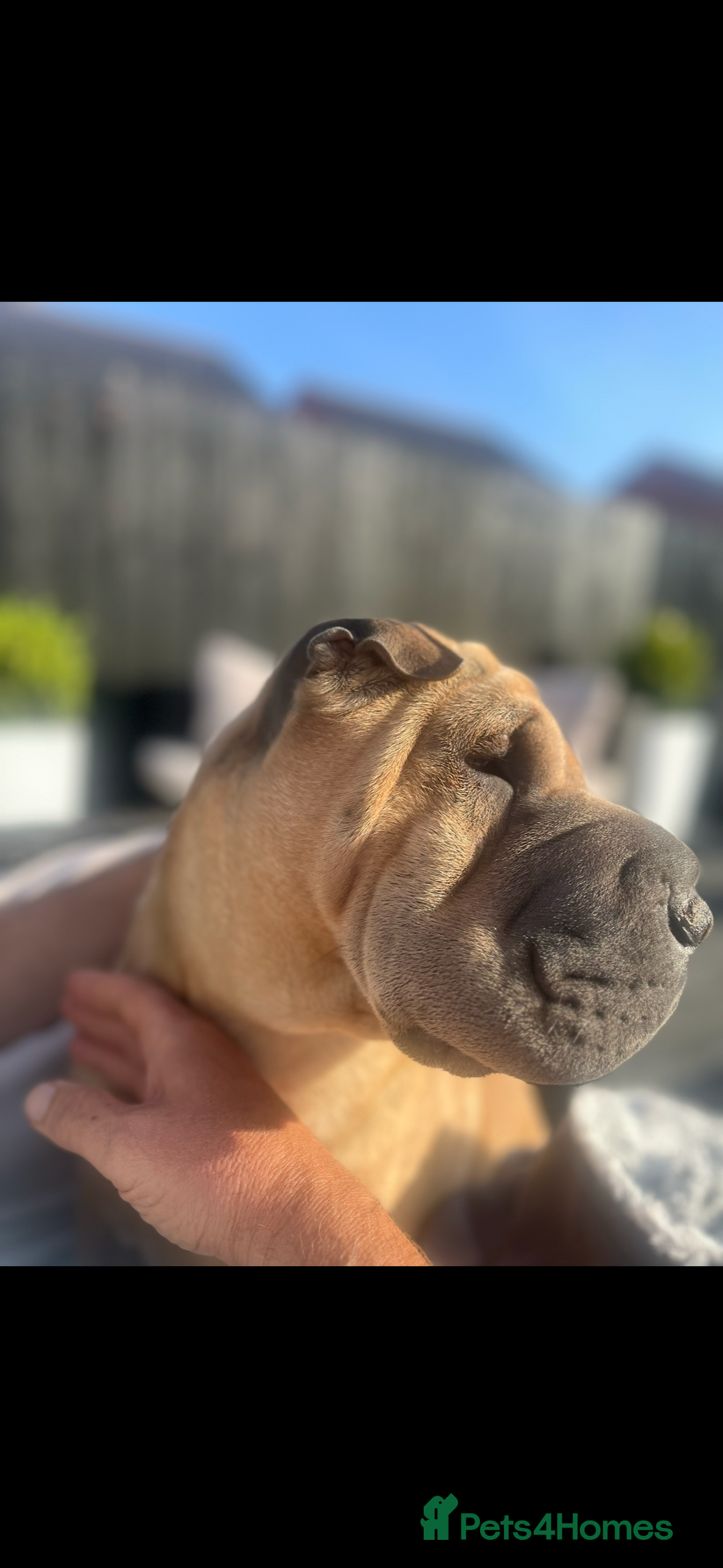 Shar Pei dogs for sale: Shar pei chunky boy  - Advert 8