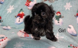 Shih Tzu dogs for sale: Shih tzu puppys  - Image 10