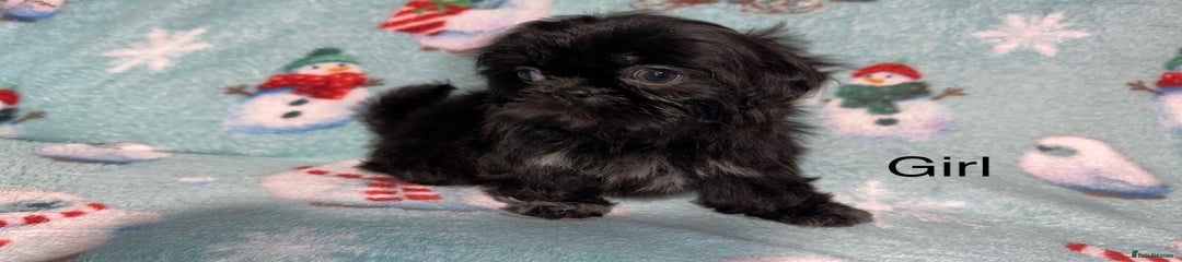 Shih Tzu Puppy 5