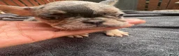 French Bulldog dogs for sale: Beautiful French bulldogs in Ilford - Advert 19