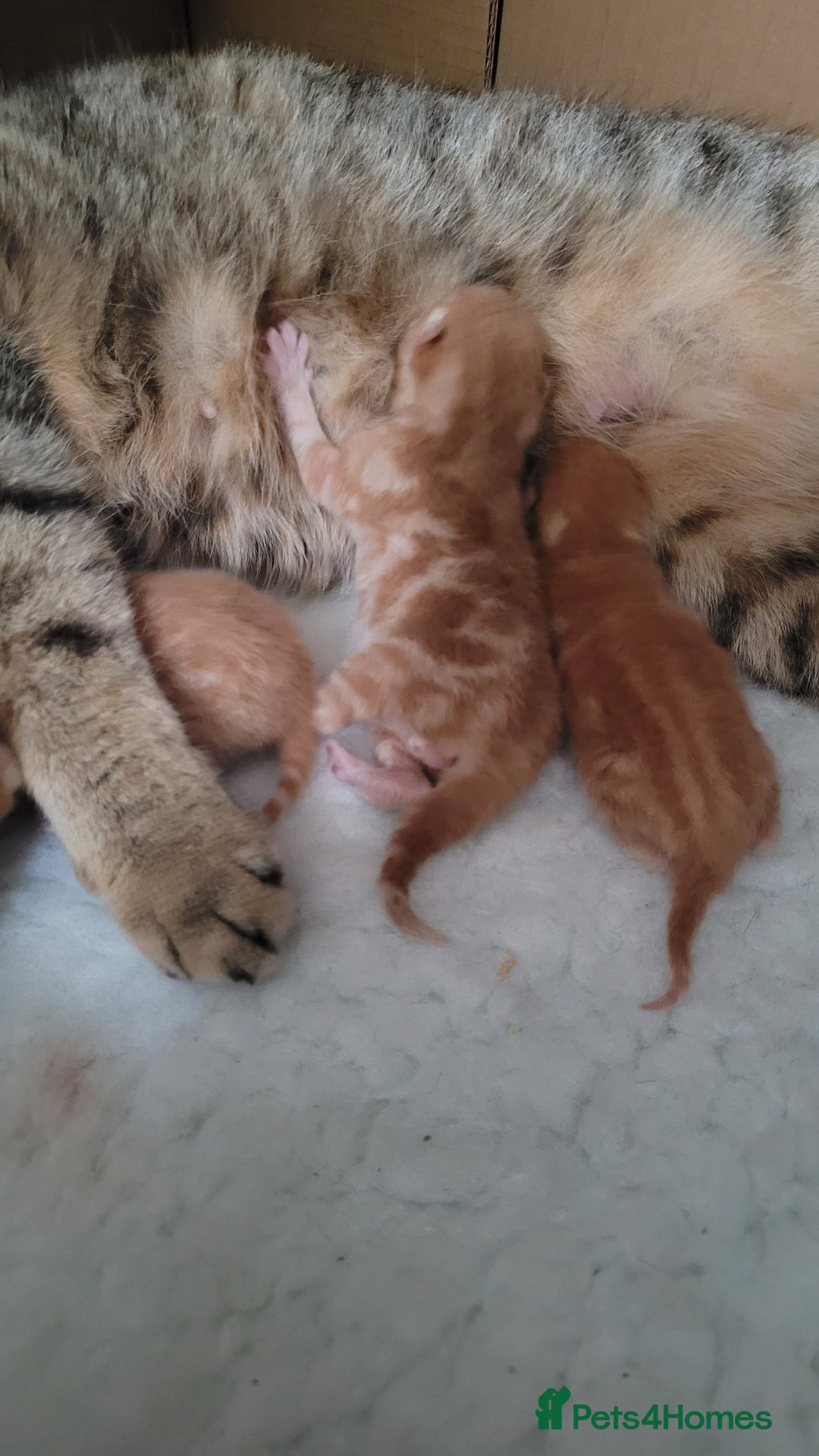 British Shorthair cats for sale: 3 stunning bsh kittens  - Image 3