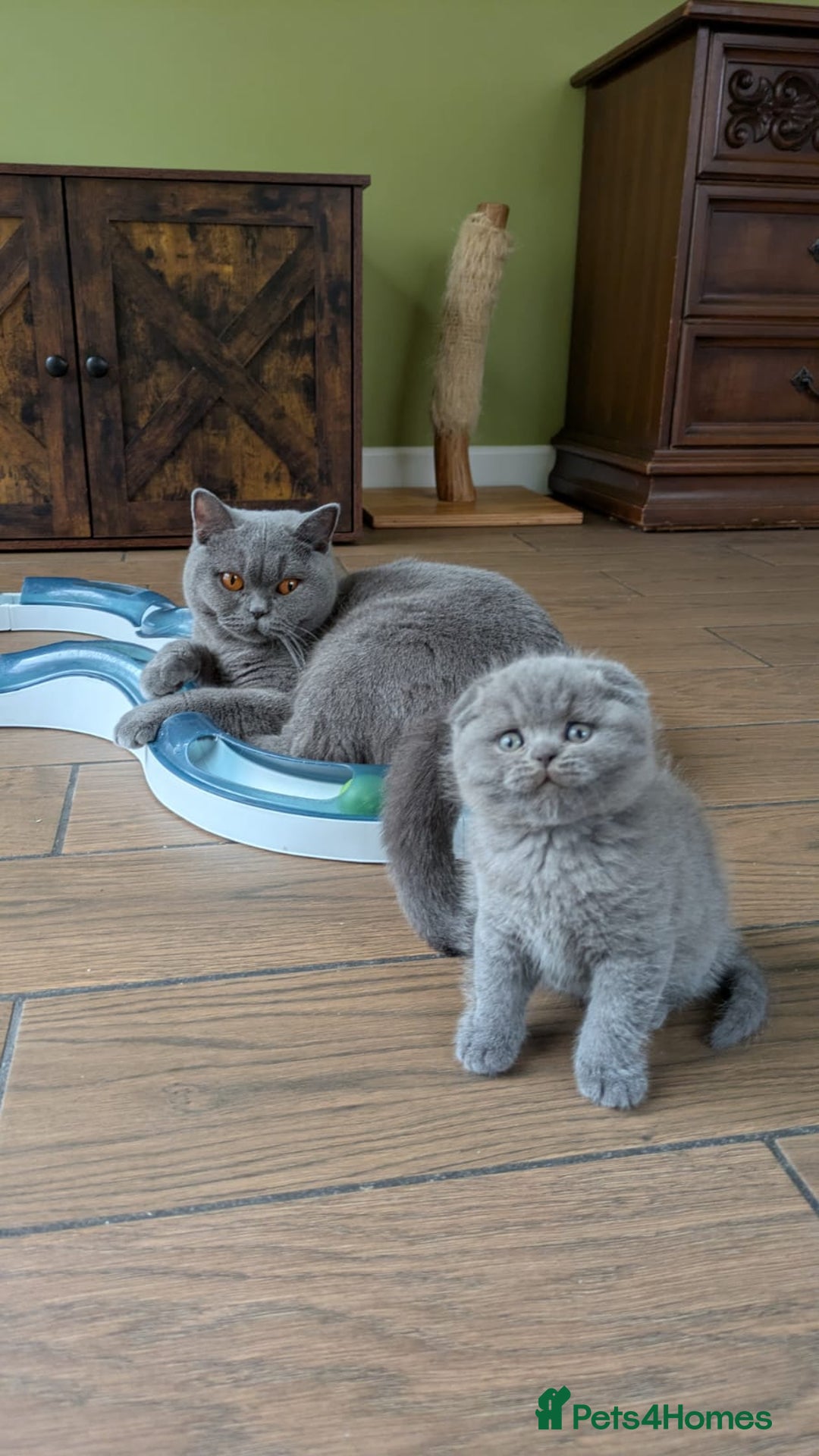 Scottish Fold cats for sale: TICA Reg, Pedigree Scottish Fold male kitten - Advert 7