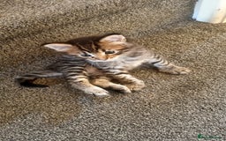Maine Coon cats for sale: Mainecoon Kittens - Image 10