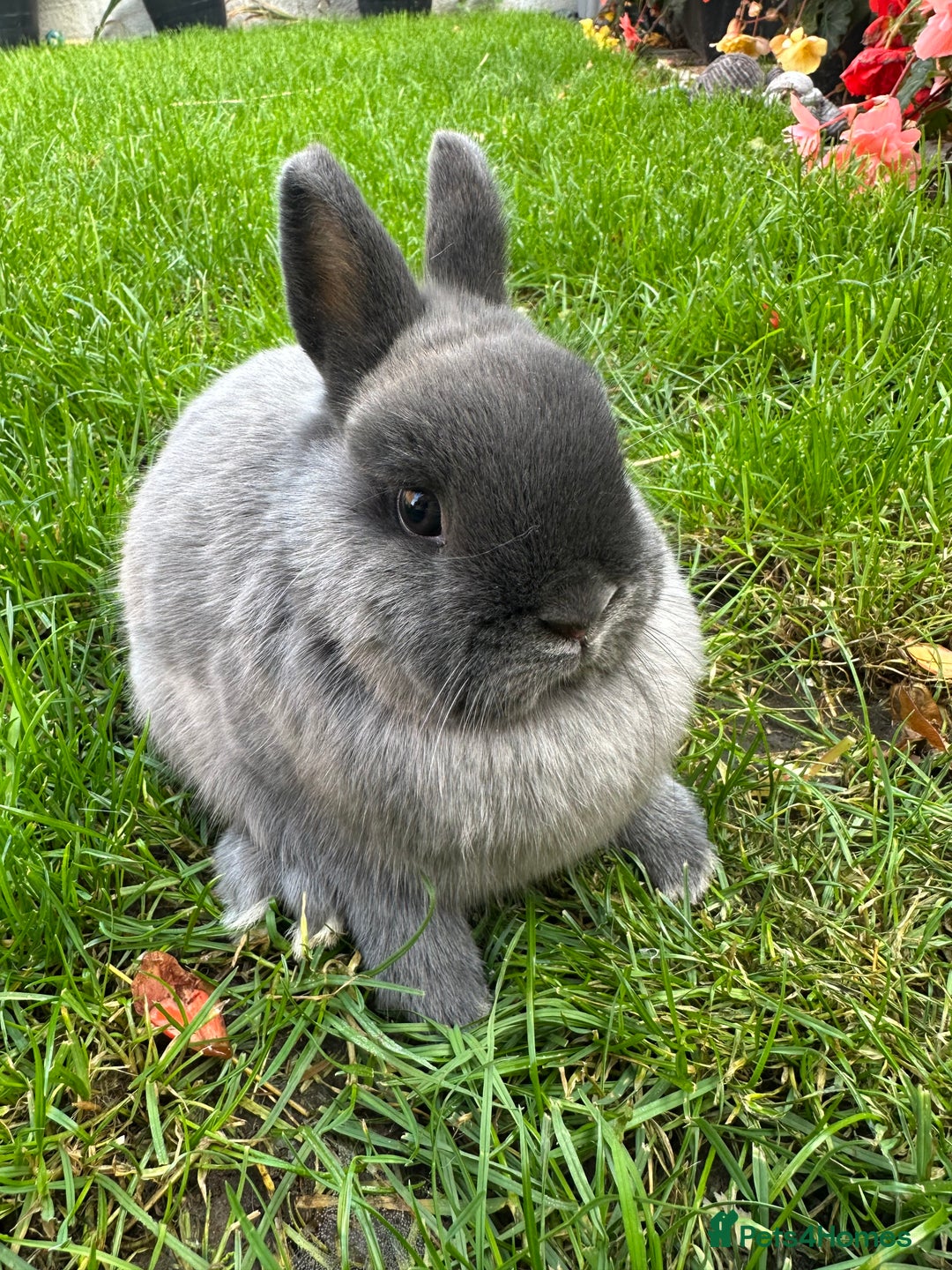 Netherland Dwarf rabbits for sale: Netherland Dwarf Rabbits For Sale  - Image 2