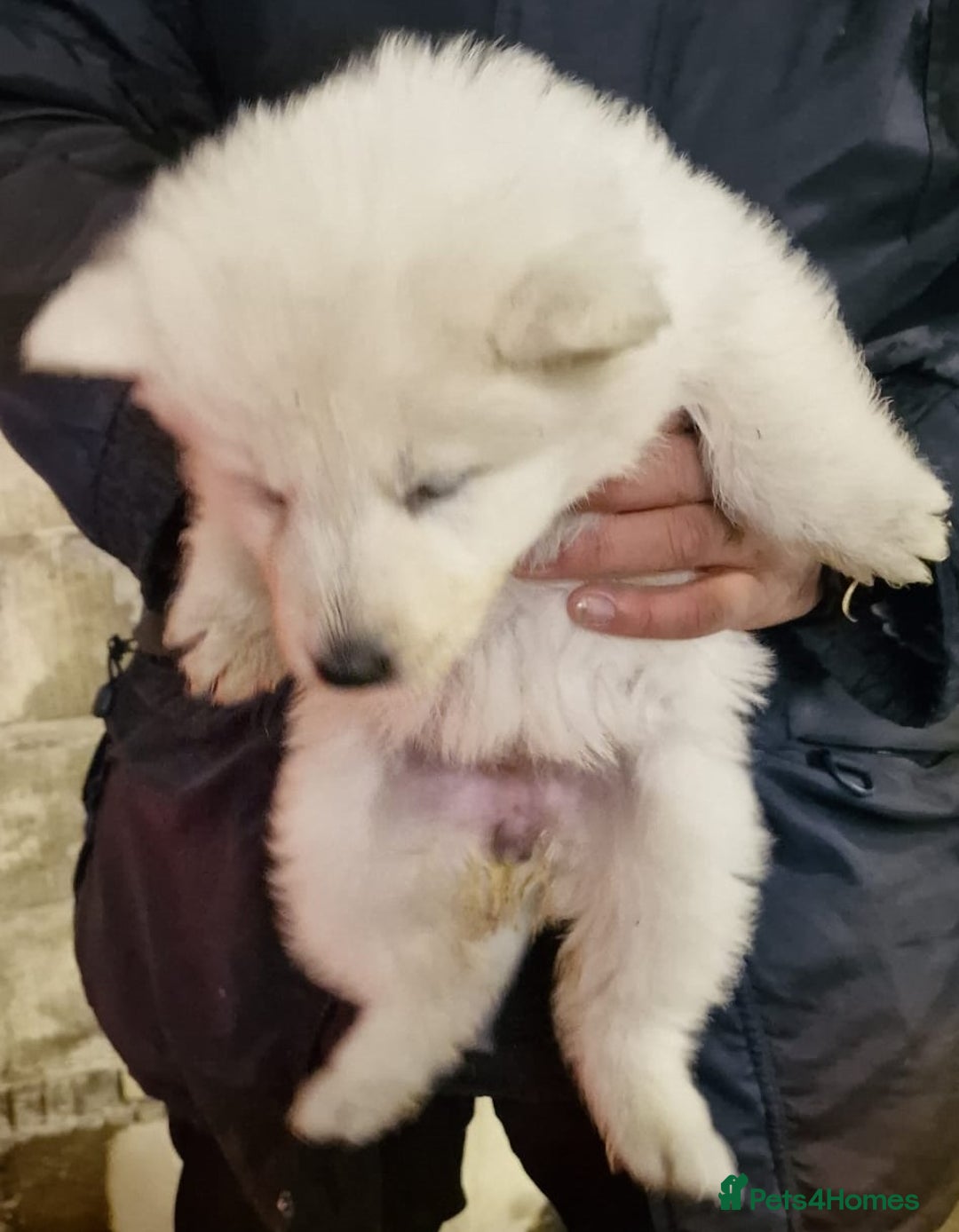 German Shepherd dogs for sale: KC White Long Hair Shepherd Pupp's– Champion Lines - Advert 15