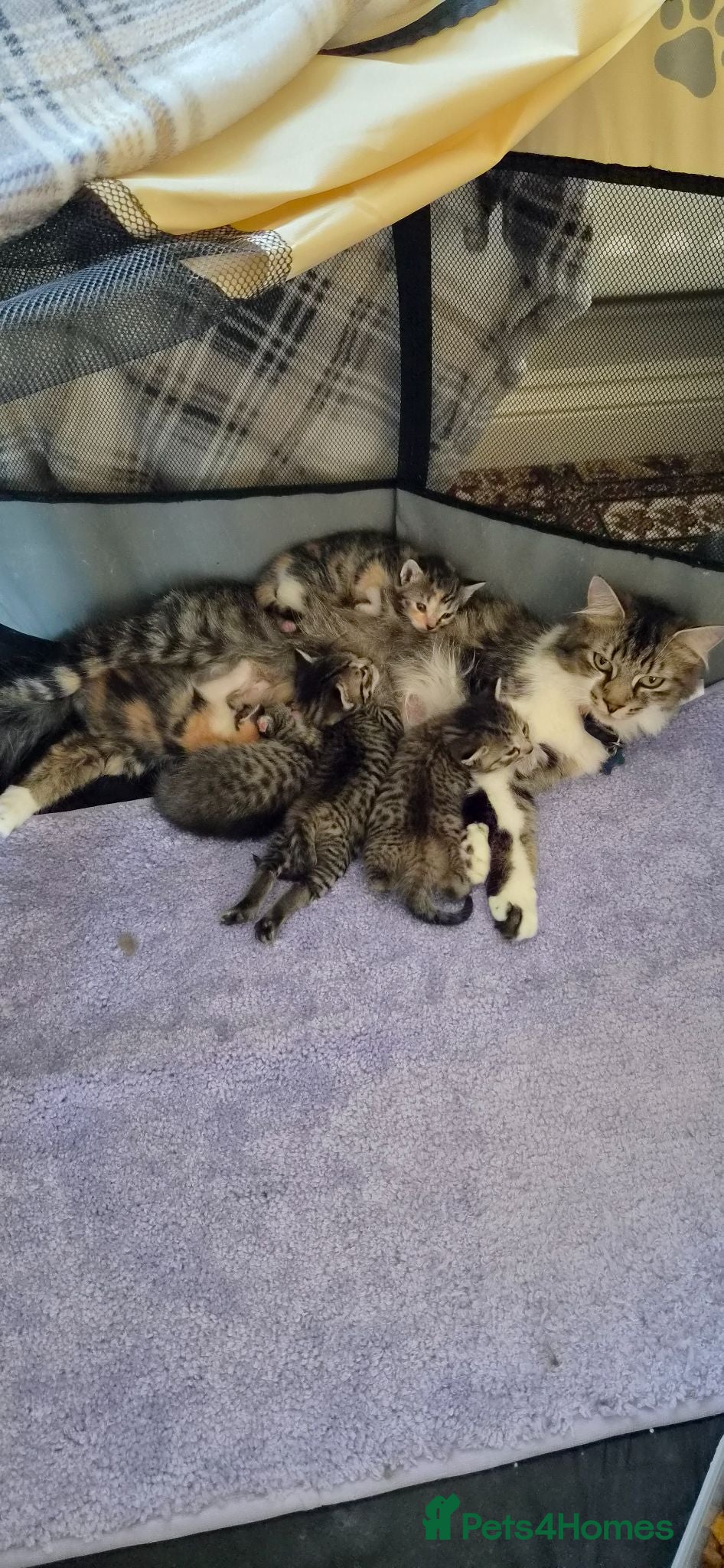 Mixed Breed cats Male /female lovely kittens  - Advert 17