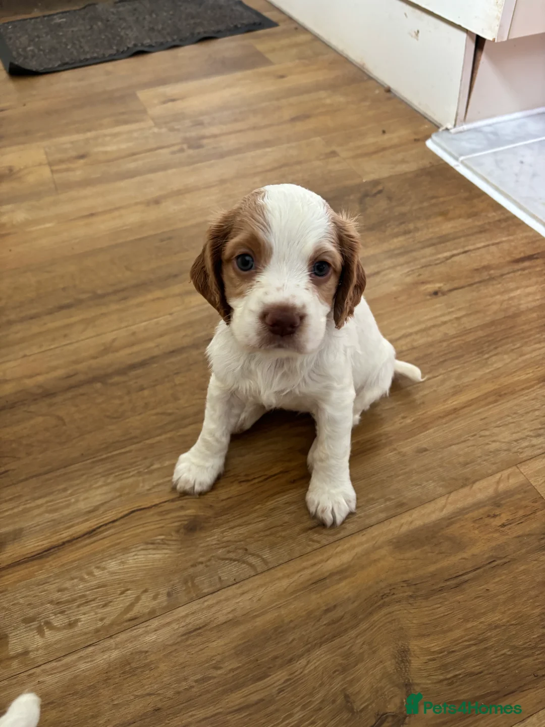 Cocker Spaniel dogs for sale: KC registered working cocker spaniel puppies in Whitchurch - Advert 2