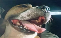 Staffordshire Bull Terrier dogs for adoption: Female staffy age 5 - Image 1
