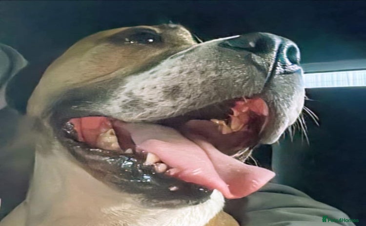 Staffordshire Bull Terrier dogs - Advert 1