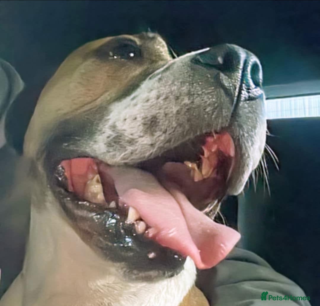 Staffordshire Bull Terrier dogs for adoption: Female staffy age 5 - Image 1