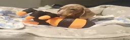 Dachshund dogs for sale: Last little legend extra mini Dachshund boy puppy - Advert 2