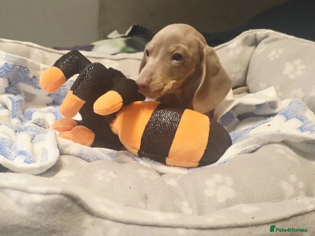 Dachshund dogs for sale: Last little legend extra mini Dachshund boy puppy - Advert 2