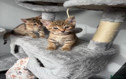 Bengal cats for sale: 2 bengal kittens left for sale to loving home - Image 19