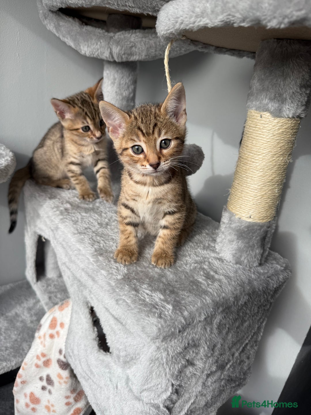 Bengal cats for sale: 2 bengal kittens left for sale to loving home - Image 19