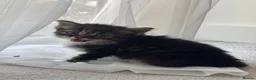 Mixed Breed cats for sale: Beautiful Kittens Looking for Their Forever Home - Advert 16