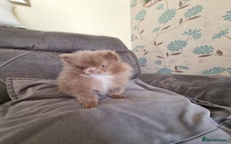 Pomeranian dogs for sale: Kc registered teddy bear pomeranians - Image 3