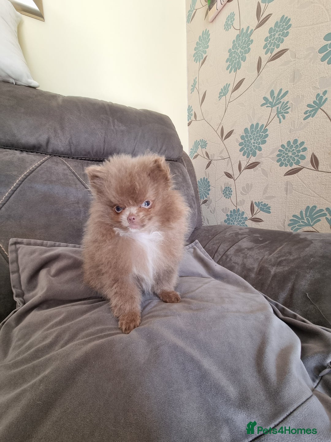 Pomeranian dogs for sale: Kc registered teddy bear pomeranians - Image 3
