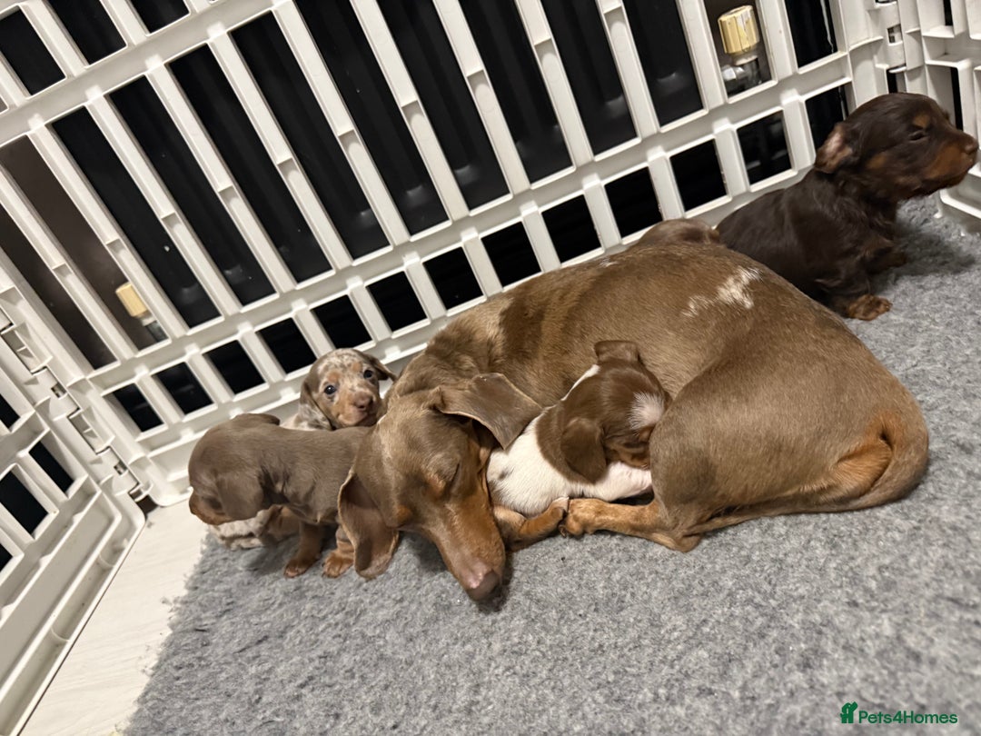 Miniature Dachshund dogs for sale: !!Beautiful Mini Dachshunds!! - Advert 6