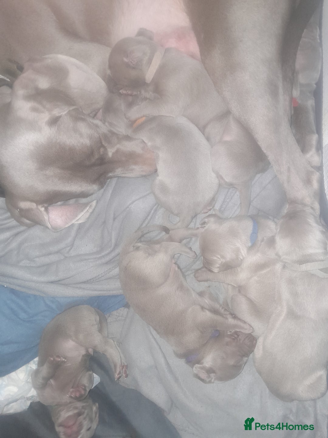 Weimaraner dogs for sale: Weimaraner gunalt champion bloodline KCregistered  - Advert 3