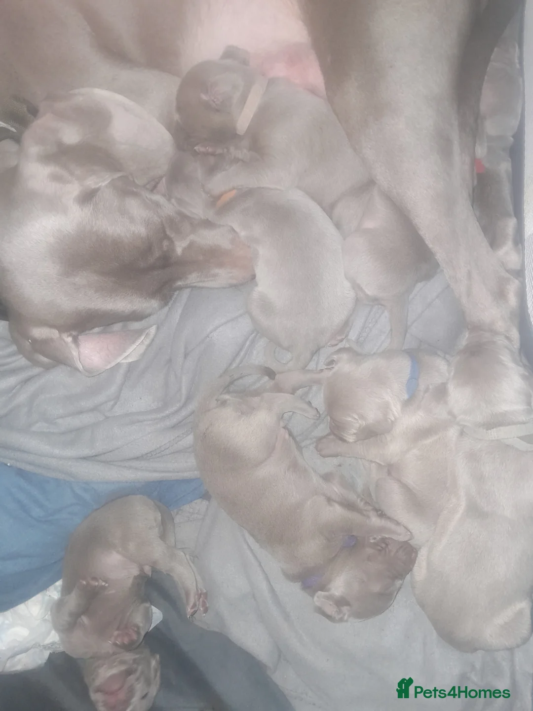Weimaraner dogs for sale: Weimaraner gunalt champion bloodline KCregistered  - Advert 3