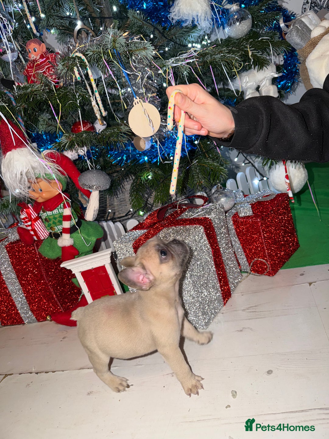 French Bulldog dogs for sale: French bulldog puppies  - Advert 36