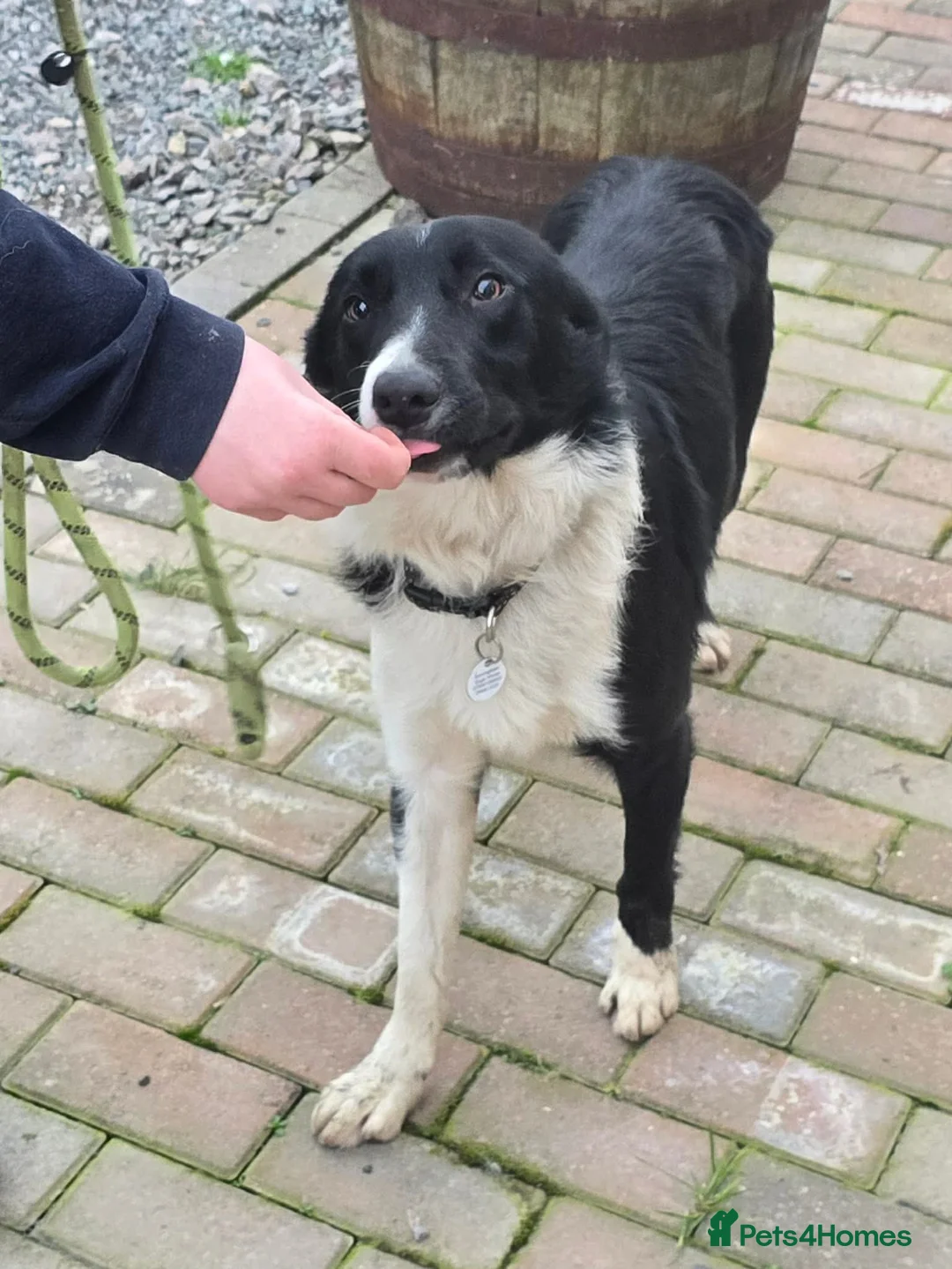 Mixed Breed dogs for adoption: RONNIE - Advert 12