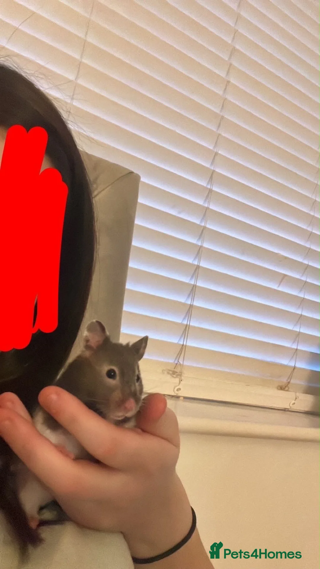 Hamster rodents for sale: Friendly ,Tamed,Syrian Hamster with cage  - Advert 2