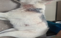 Mixed Breed dogs for adoption: 🌸MEET BIANCA - A Gentle Girl for a Loving Home - Advert 8