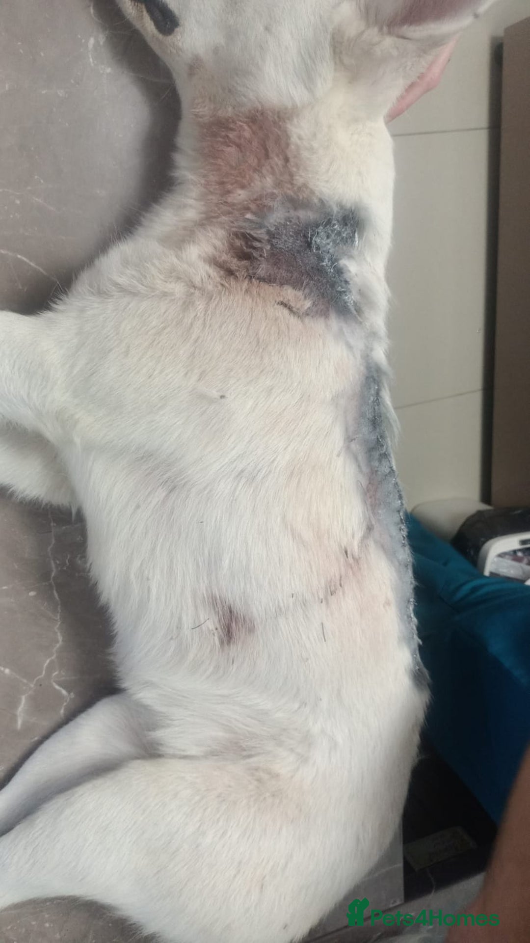 Mixed Breed dogs for adoption: 🌸MEET BIANCA - A Gentle Girl for a Loving Home - Advert 8