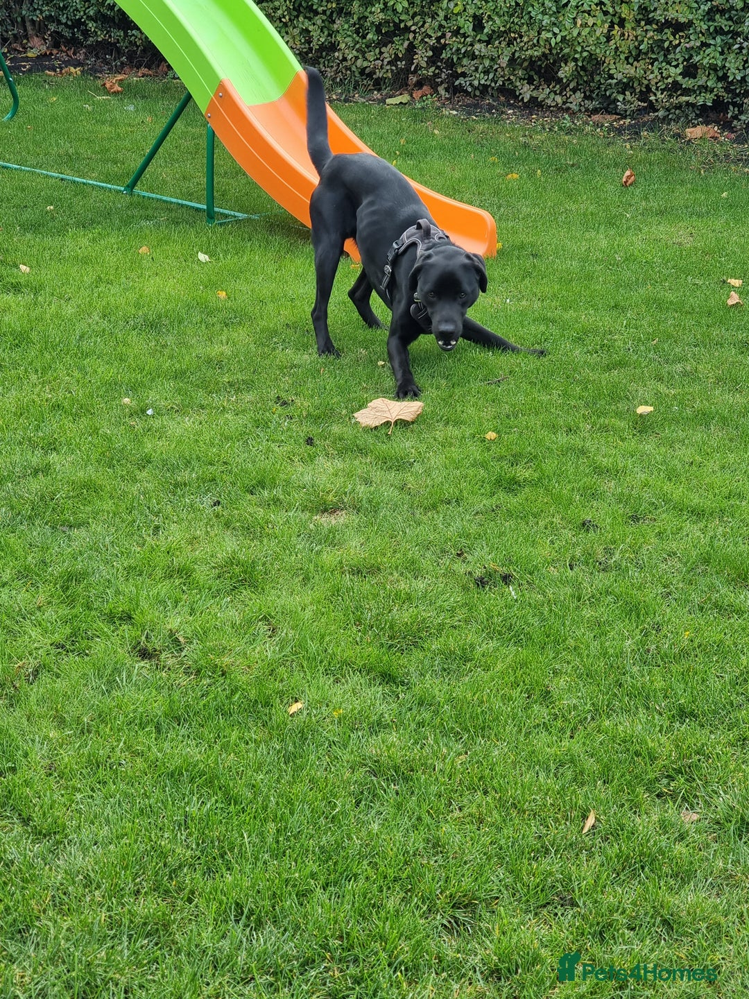 Labrador Retriever dogs for sale: 1 year old male Labrador Retriver - Advert 3