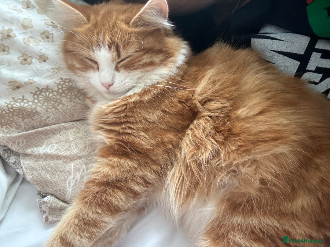 Persian cats for sale: Mink coloured Persian Mixed boys - Image 21