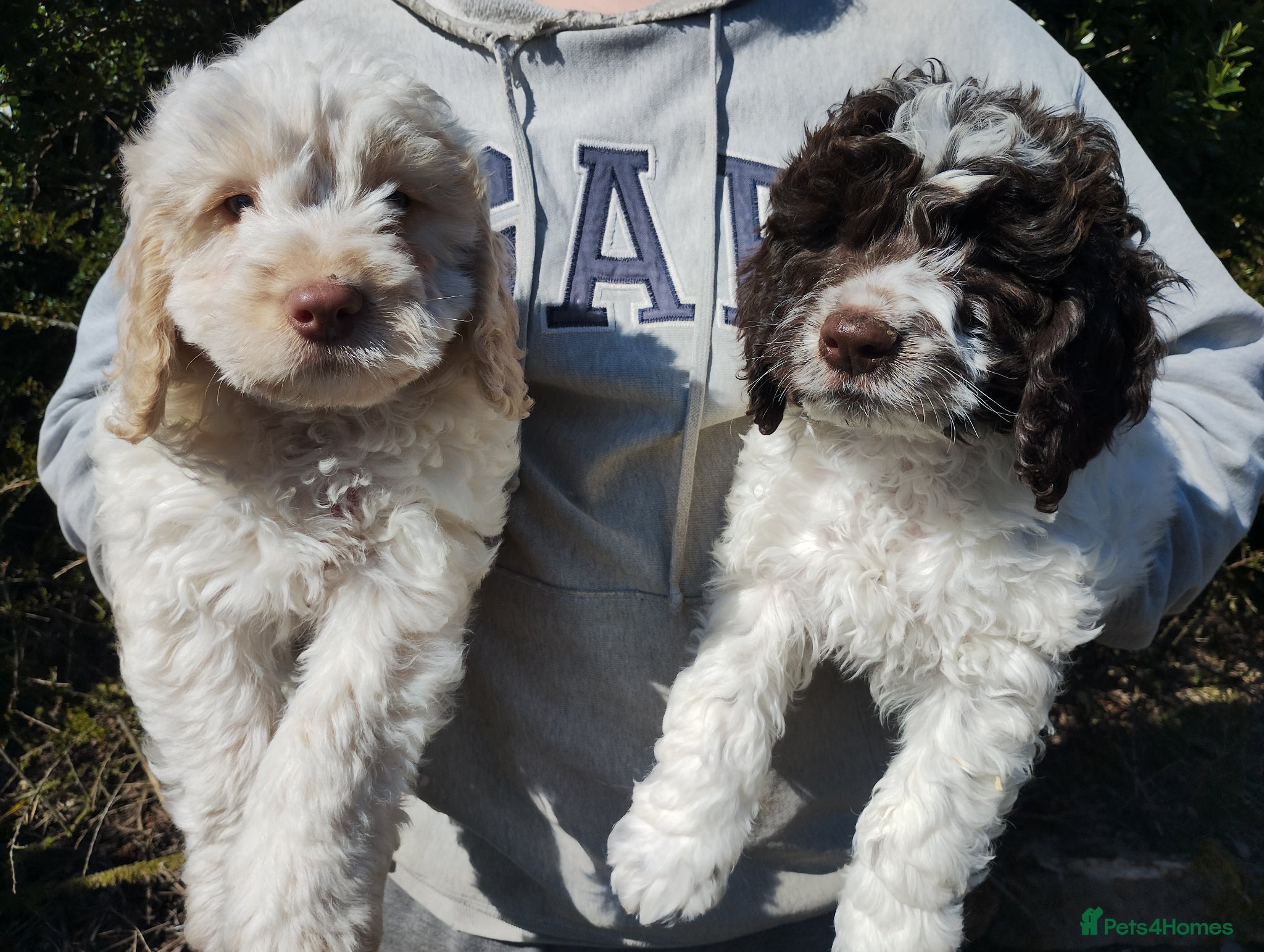 Cockapoo dogs Cockapoo Puppies F1  - Advert 5