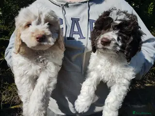 Cockapoo dogs Cockapoo Puppies F1 - Advert 5