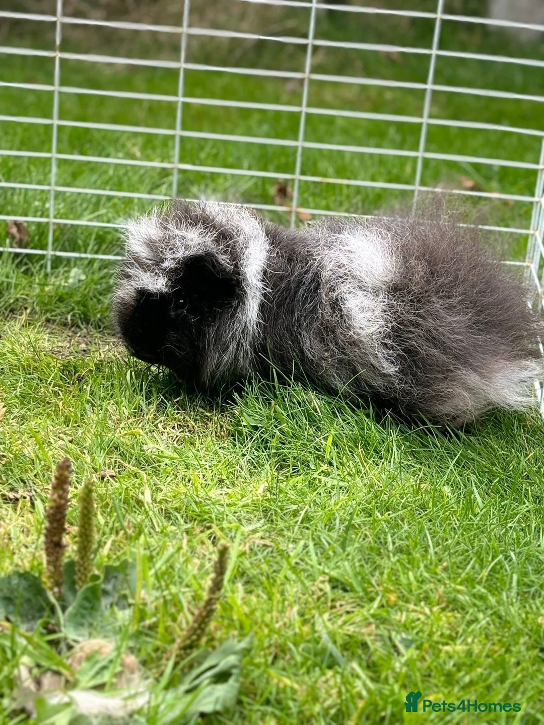 Guinea Pig rodents for sale: Cornet X Swiss Sows - Image 6