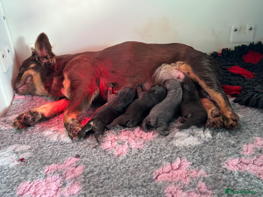 French Bulldog dogs for sale: Full fluffy frenchie puppy - Advert 2