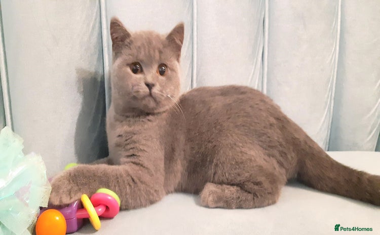 British Shorthair cats - Advert 2