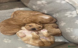Poochon dogs for sale: Poochon Puppies  - Image 3