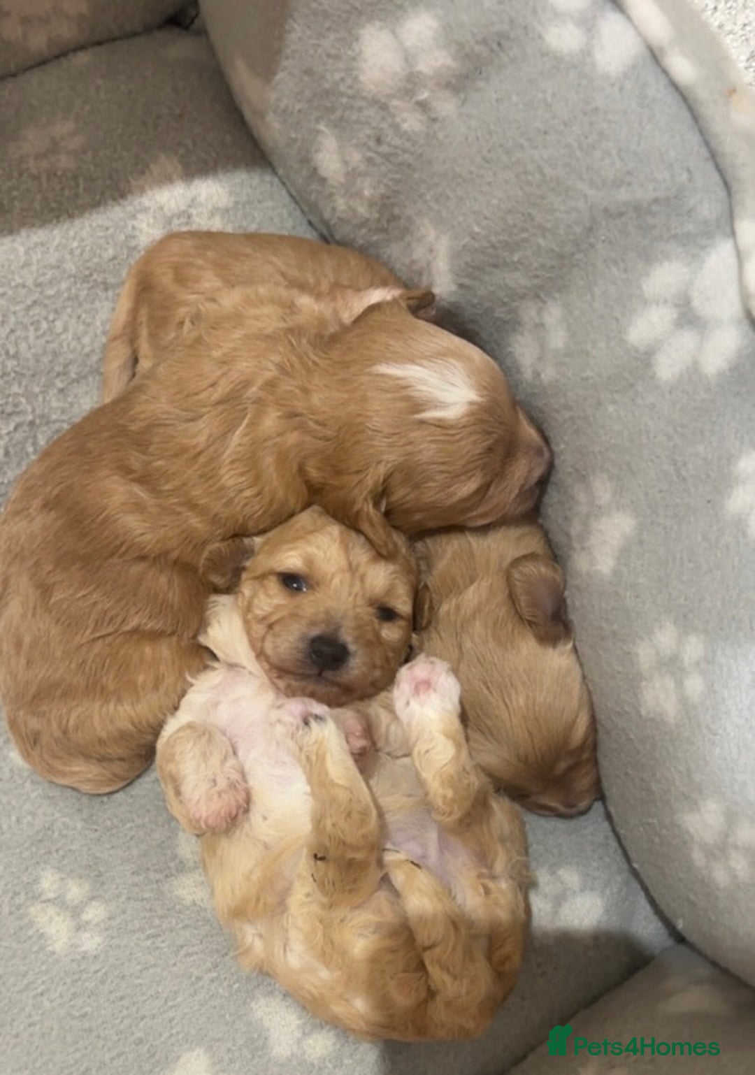 Poochon dogs for sale: Poochon Puppies  - Image 3