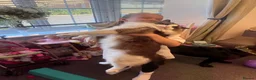 Ragdoll cats for sale: Beautiful GCCF Male Ragdoll 2 years old in Middlesbrough - Advert 10