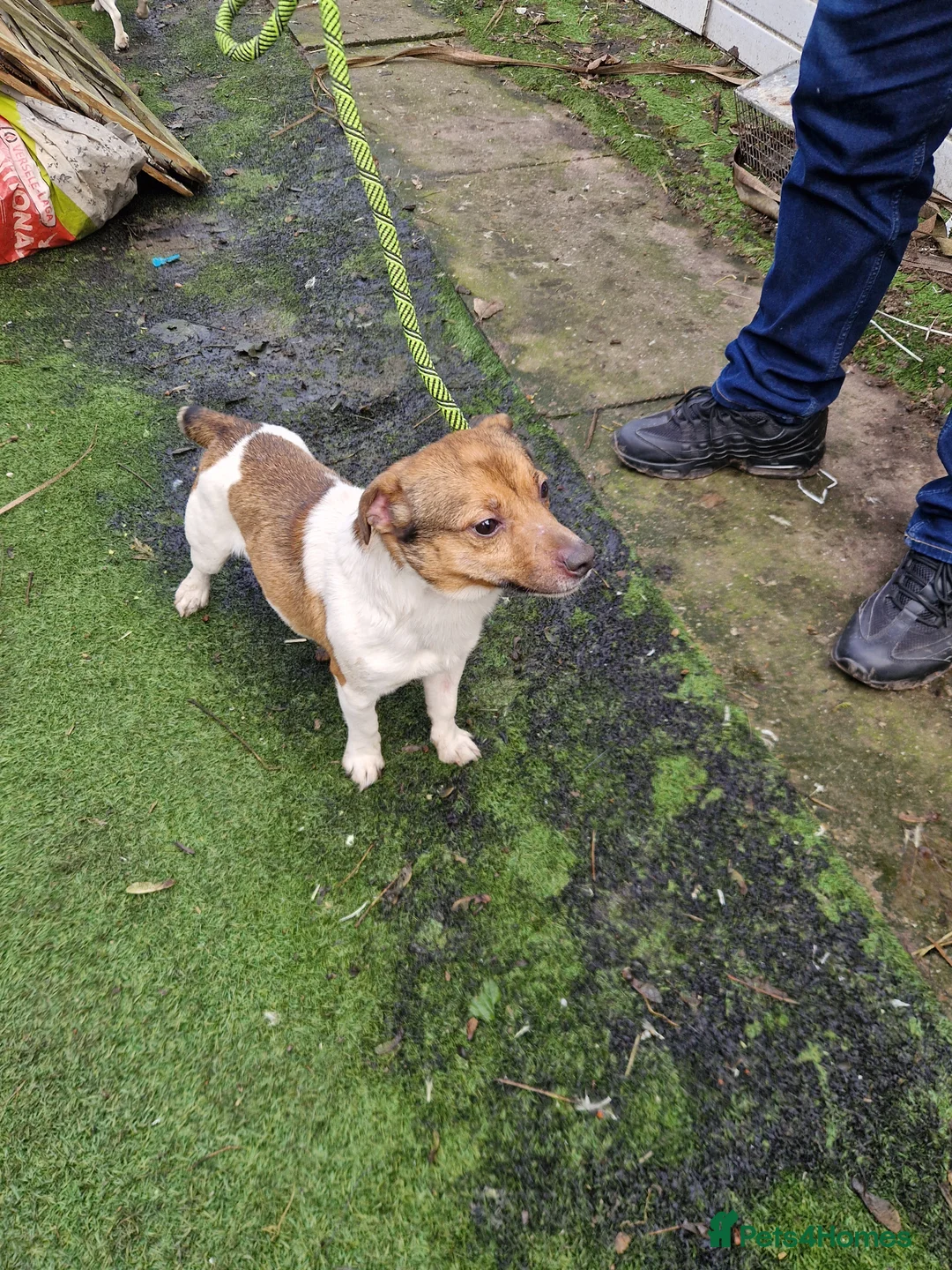 Jack Russell dogs for stud: Jack russell stud dog  - Advert 3