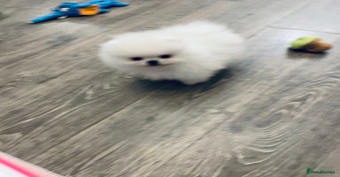 Pomeranian dogs - Advert 1